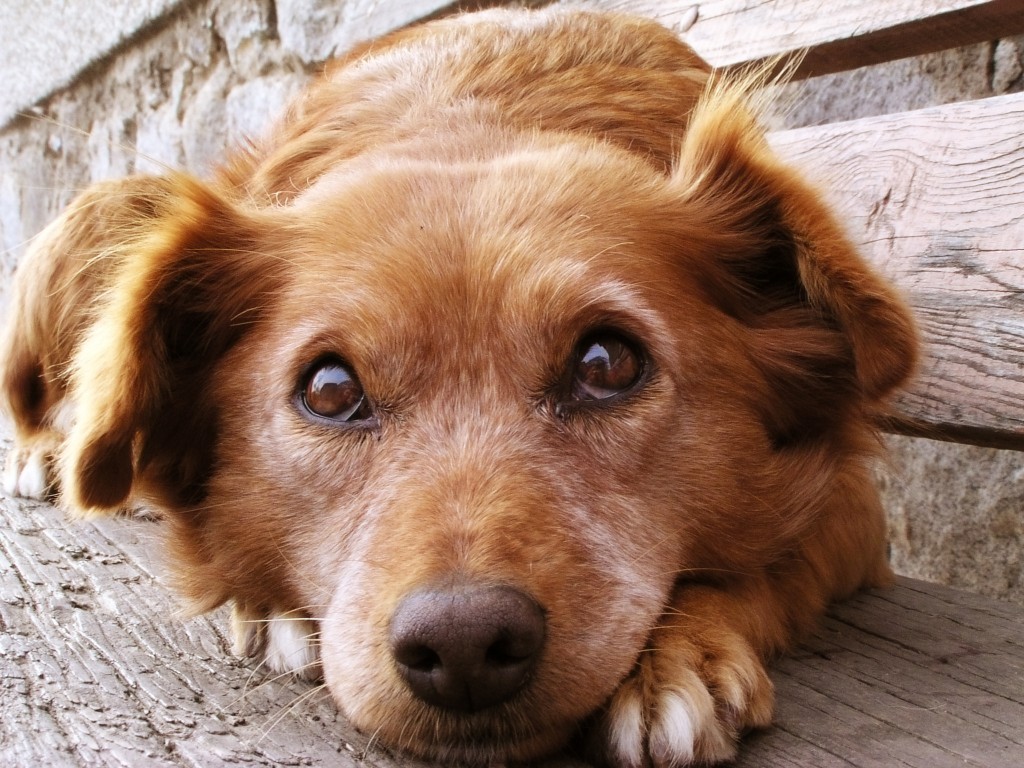 Borrow my doggy