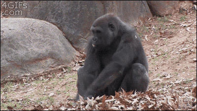 funny animated GIF